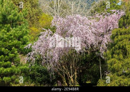 Fioritura dei ciliegi, Hagi, Giappone Foto Stock