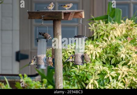 Alfine nutrimento su cuori di semi di girasole sei 6 piccolo giardino uccelli feathered amici femmina chaffinches goldfinch goldfinches carduelis carduelis fring Foto Stock