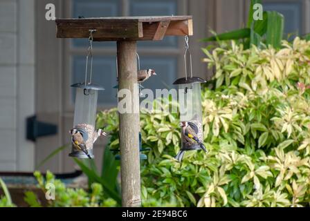 Quattro Goldfinches che si nutriscono su cuori di semi di girasole 4 piccolo giardino uccelli piume amici goldfinch goldfinches carduelis carduelis alfine alimentazione mangiare Foto Stock