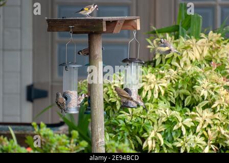 Una varietà di piccoli uccelli da giardino che si nutriscono di semi di girasole Cuori numerosi sette 7 goldfinch goldfinches chaffinch chaffinch carduelis cardue Foto Stock