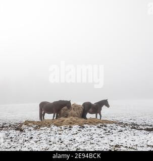 Cavalli con fieno in inverno, Llanfoist, Galles, Regno Unito Foto Stock