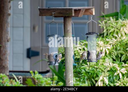 Una varietà di piccoli uccelli da giardino che si nutriscono di semi di girasole Cuori diversi quattro 4 goldfinch goldfinches chaffinch chaffinch carduelis carduelis fringi Foto Stock