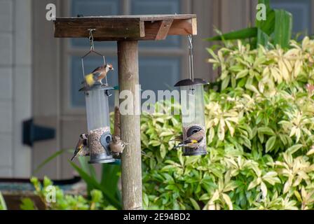 Una varietà di piccoli uccelli da giardino finches che si nutriscono sul girasole Cuori di semi numerosi quattro 4 goldfinch goldfinches carduelis carduelis uno mi chaf Foto Stock