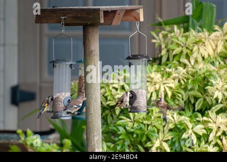 Una varietà di piccoli uccelli da giardino finches che alimentano su girasole Cuori di semi diversi tre 3 goldfinch goldfinches uno 1 chaffinch carduelis carduelis ven Foto Stock