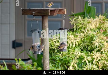 Cinque Goldfinches piccoli uccelli da giardino che si nutriscono sui cuori di semi di girasole numerosi cinque 5 goldfinch goldfinches carduelis carduelis uccello di legno ta Foto Stock