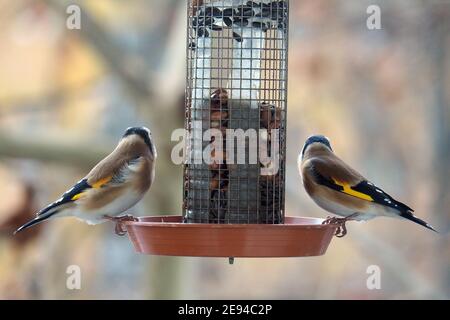 European goldfinch che mangia in inverno sull'alimentatore, Stieglitz, Chardonneret élégant, Carduelis carduelis, tengelic, Budapest, Ungheria, Magyarország Foto Stock