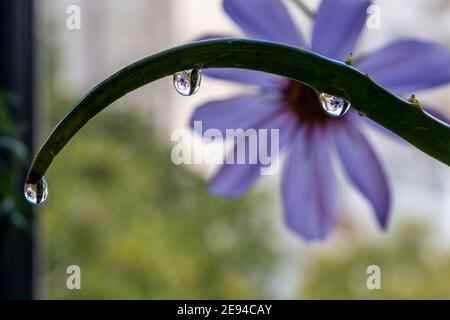 Riflesso del fiore del cosmo all'interno di gocce d'acqua Foto Stock