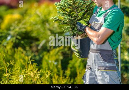 Operaio da giardino con il piccolo albero di Abete nelle sue mani. Acquisto di nuove piante e alberi in Garden Department Store. Foto Stock