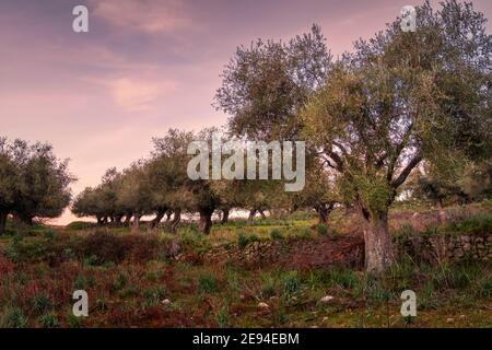 La mattina presto luce su un antico oliveto vicino Costa Nella regione Balagne della Corsica Foto Stock