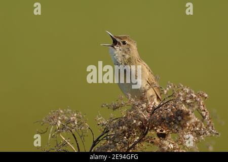 Comune Grasshopper Warbler ( Locustella naevia ) in primavera, cantando ad alta voce, corteggiamento, fauna selvatica, Europa. Foto Stock