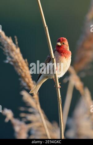 Comune Rosefinch ( Carpodacus erythrinus ), maschio, in abito da allevamento, arroccato su erba di canna, habitat tipico, fauna selvatica, Europa. Foto Stock