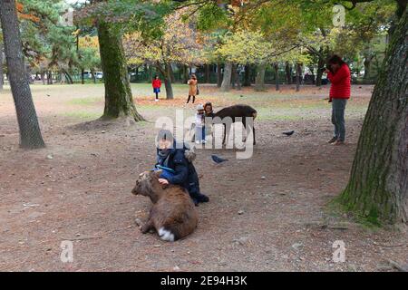 NARA, Giappone - 23 novembre 2016: turisti feed sacro cervi nel Parco di Nara, Giappone. La tradizione locale dice che nara deer erano sacri a causa di una visita di Foto Stock