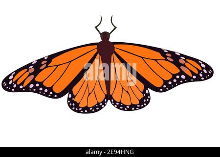 Primo piano farfalla arancione. Vettore monarca farfalla isolato insetto oggetto. Illustrazione Vettoriale