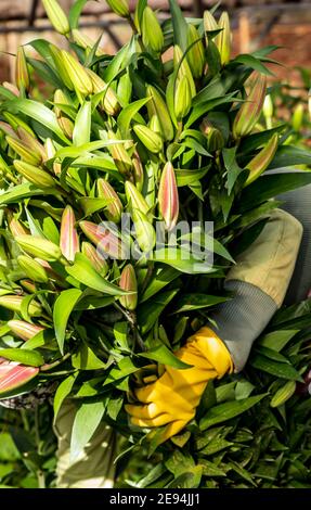 Tagliare i gigli. Lily fiore in serra primavera piante raccolta Foto Stock