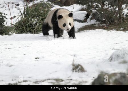 Berlino, Germania. 01 Feb 2021. Uno dei panda cuccioli gioca nella neve nello zoo di Berlino, in Germania, il 1° febbraio 2021. (Foto di Simone Kuhlmey/Pacific Press/Sipa USA) Credit: Sipa USA/Alamy Live News Foto Stock