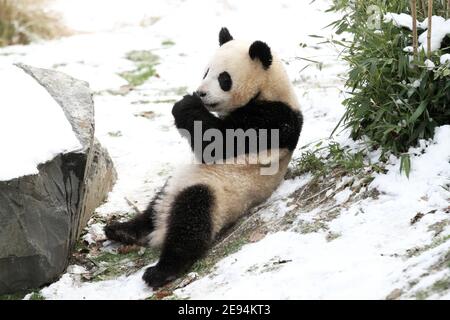 Berlino, Germania. 01 Feb 2021. Uno dei panda cuccioli gioca nella neve nello zoo di Berlino, in Germania, il 1° febbraio 2021. (Foto di Simone Kuhlmey/Pacific Press/Sipa USA) Credit: Sipa USA/Alamy Live News Foto Stock