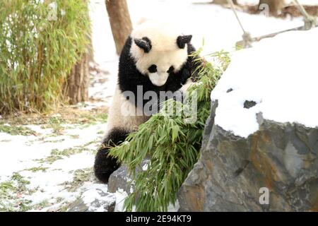 Berlino, Germania. 01 Feb 2021. Uno dei panda cuccioli gioca nella neve nello zoo di Berlino, in Germania, il 1° febbraio 2021. (Foto di Simone Kuhlmey/Pacific Press/Sipa USA) Credit: Sipa USA/Alamy Live News Foto Stock