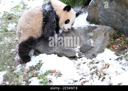 Berlino, Germania. 01 Feb 2021. Uno dei panda cuccioli gioca nella neve nello zoo di Berlino, in Germania, il 1° febbraio 2021. (Foto di Simone Kuhlmey/Pacific Press/Sipa USA) Credit: Sipa USA/Alamy Live News Foto Stock