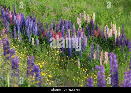 Fiori di lupino in Norvegia. Piante erbacee perenni Piante in famiglia del legume, Fabaceae. Foto Stock