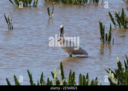 Bell'adulto Spoonbill, in punta top allevamento piumaggio che guada attraverso acque poco profonde ai margini del Donana National Park a El Rocio, Andalusia, Spagna Foto Stock