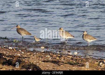 Uccelli che guazzano sul litorale a Spurn Point, National Nature Reserve, Kilnsea, E.Yorks, Regno Unito. (3 curlew eurasiatico e 1 Knot) Foto Stock