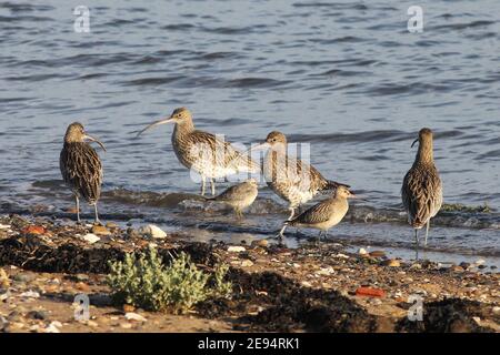 Uccelli che guazzano sul litorale a Spurn Point, National Nature Reserve, Kilnsea, E.Yorks, Regno Unito. (3 curlew eurasiatico, 1 godwit a coda nera e 1 Knot). Foto Stock