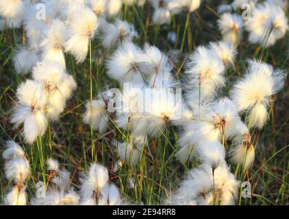 Primo piano di ciuffi di erba di cotone che crescono su Strensall Common, una brughiera di pianura nel Nord Yorkshire, vicino York, Inghilterra. Riprese sotto il sole serale. Foto Stock