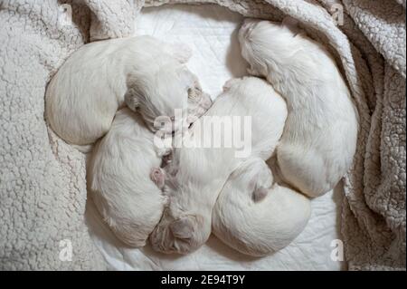 Roma, Italia: Cuccioli maltesi. © Andrea Sabbadini Foto Stock