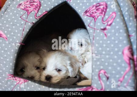 Roma, Italia: Cuccioli maltesi. © Andrea Sabbadini Foto Stock