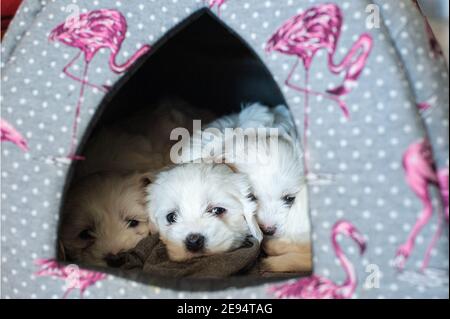 Roma, Italia: Cuccioli maltesi. © Andrea Sabbadini Foto Stock