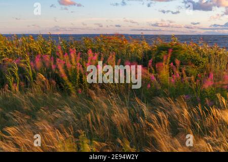 Spiaggia di sabbia, erba, cespugli e alberi al tramonto. Costa del Mar Baltico. Foto Stock