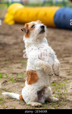 jack russell terrier bianco e rosso per adulti con capelli a filo con le forepraws sollevato fuoco selettivo Foto Stock