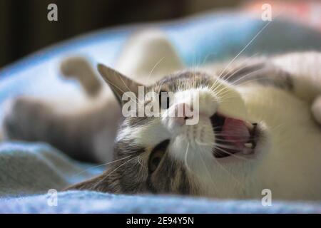 Il gatto a righe e soffici con naso rosa e bocca aperta è disteso sulla sua schiena sul divano e sbadiglio, il fondo blu copriletto. Guardando Foto Stock