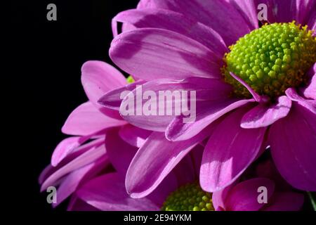 La gerbera viola con centro verde apre i suoi petali per assorbire le gocce  di pioggia. Gerbera L. è un genere di piante delle Asteraceae. Scatto macro  per sfondi Foto stock -