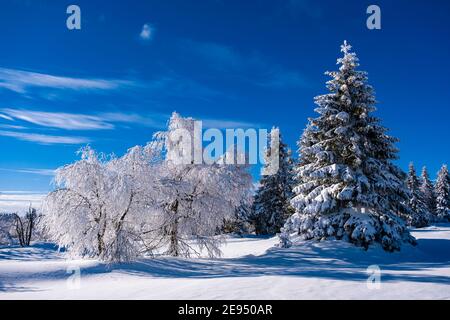Paesaggio invernale con alberi, brina e neve in una giornata di sole sulle montagne ore. Foto Stock