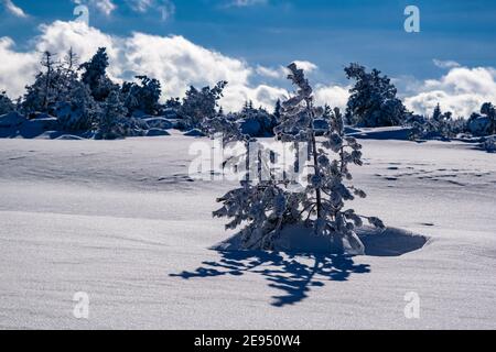 Paesaggio invernale con alberi e neve in una giornata di sole sulle montagne ore. Foto Stock