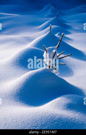 Paesaggio invernale con piccoli pini coperti di neve in una giornata di sole sulle montagne ore. Foto Stock