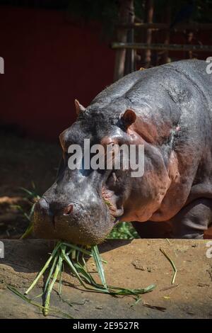 Ritratto di un ippopotamo che mangia erba Foto Stock