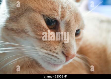 Carino gatto zenzero al chiuso Foto Stock