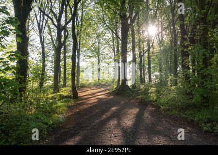 Luce del sole attraverso gli alberi su una passeggiata intorno al serbatoio A Roddlesworth in Lancashire Foto Stock