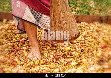 schiacciare le mele Foto Stock