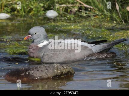 Woodpigeon comune (Columba palumbus palumbus) bagno adulto presso lo stagno Eccles-on-Sea, Norfolk, UK Settembre Foto Stock