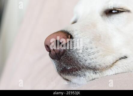 Primo piano della faccia del cane, fuoco sul naso rosa. Foto Stock