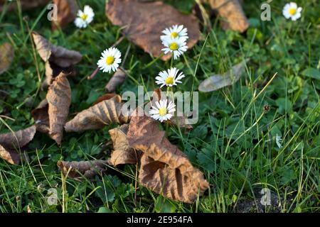 Colpo di closeup di margherite selvatiche e foglie essiccate sull'erba Foto Stock