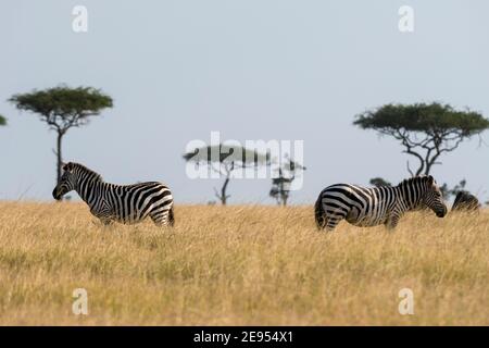 Zebra di Grant (Equus burchellii boehmi), Riserva Nazionale Masai Mara, Kenya. Foto Stock