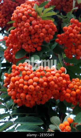 Maturazione di bacche di rowan arancio brillante, raccolte in grappoli, appendere su un albero. Foto Stock