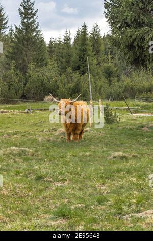 Primo piano di bestiame highland in Field.Highland Cow in un Pascolo guardando il video. Hairy yak nelle montagne ceche Gode di sole day.Horned capelli rossi Foto Stock