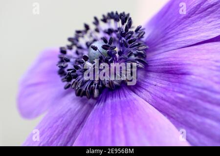 Anemone coronaria ‘Harmony Series Blue’ (Harmony Series) Anemone Poppy – fiore blu violetto con centro nero, febbraio, Inghilterra, Regno Unito Foto Stock