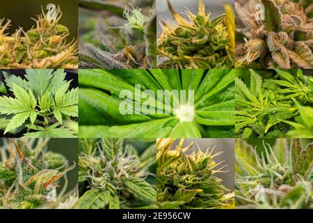 Collage con dettagli di diverse piante di cannabis Foto Stock