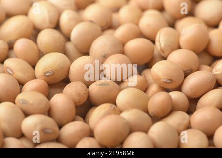 Primo piano di fondo di fagioli di soia secchi Foto Stock